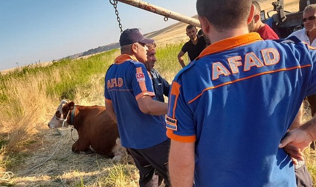 Adıyaman'da AFAD ekipleri kanala düşen ineği kurtardı