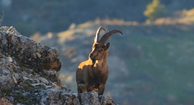 Adıyaman'da yaban keçisi avı 508 bin liraya mal oldu!