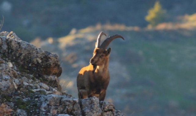 Adıyaman'da yaban keçisi avı 508 bin liraya mal oldu!