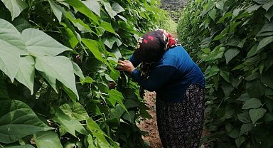 Bilecik'te 'Pazaryeri Boncuk Fasulyesi'nde buruk hasat