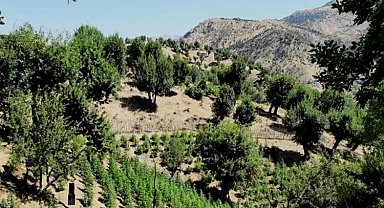 Bingöl'de kenevir operasyonu