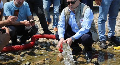 Bursa göletlerine 2,5 milyon sazan bırakıldı