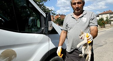 Bursa Yenişehir'de yaralı kediye belediye sahip çıktı