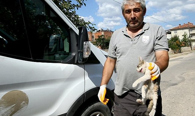 Bursa Yenişehir'de yaralı kediye belediye sahip çıktı