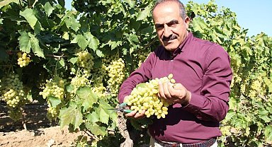Çekirdeksiz üzümün ihracat yolculuğu başlıyor