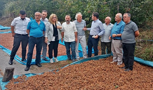 CHP'li Kaya: "Fındığa iyi fiyat verdik diye milleti aldatmaya çalışıyorlar"