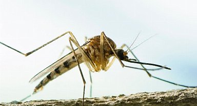 Dikkat! Aedes sivrisinekleri Türkiye'de!