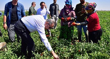 Diyarbakır'da domates hasadı
