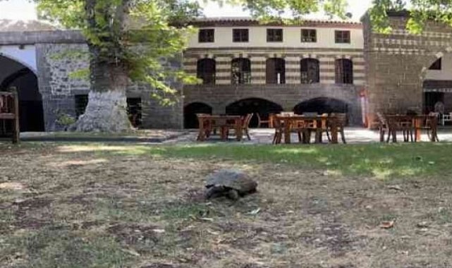 Diyarbakır'ın asırlık misafiri