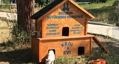Erzurum'da kedilerde konut sevinci!