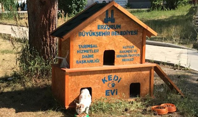 Erzurum'da kedilerde konut sevinci!