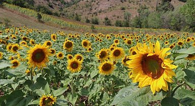 Fındık diyarı Ordu'da ayçiçeği üretiliyor