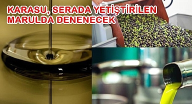 KARASU, SERADA YETİŞTİRİLEN MARULDA DENENECEK