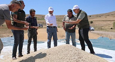 Kayseri Kocasinan'da gacer buğdayı hasadı