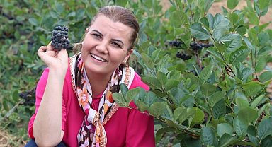 Kocaeli İzmit'te aronyalar hasada hazırlanıyor... 500 kilogram ürün bekleniyor