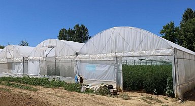 Kocaeli'de modern seralar verimi arttırdı