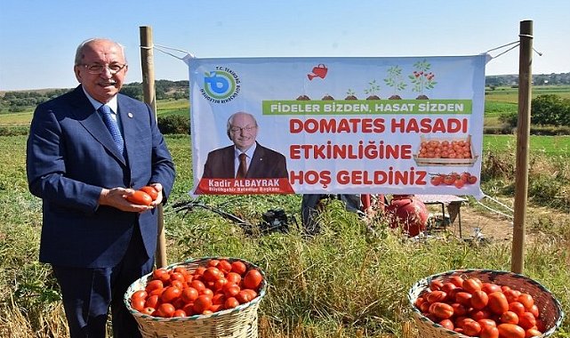 Malkara'da domates hasadı yapıldı