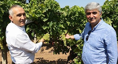 Manisa'da üzümde salkım güvesine karşı biyoteknik mücadele