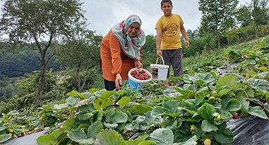 Samsun'da çilek üretimi arttı
