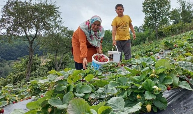 Samsun'da çilek üretimi arttı