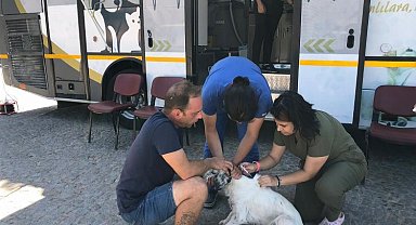 Sokak hayvanları VETBÜS Ve VETBÜLANS'a emanet