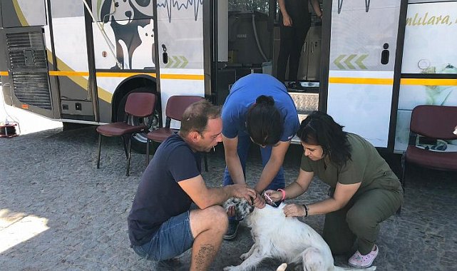 Sokak hayvanları VETBÜS Ve VETBÜLANS'a emanet