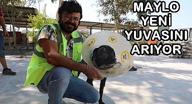 YÜZ NAKLİ YAPILAN 'MAYLO' YENİ YUVASINI ARIYOR
