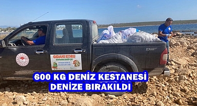 600 Kg Deniz Kestanesi Denize Bırakıldı
