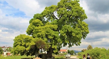 AĞAÇ İÇİN SEFERBER OLUNDU