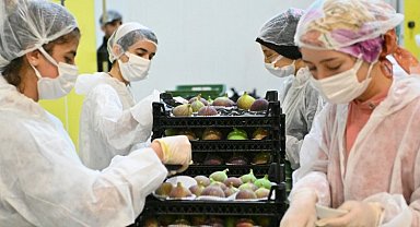 Bursa Büyükşehir incir üreticisine can suyu oluyor