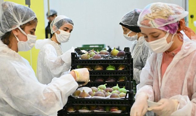 Bursa Büyükşehir incir üreticisine can suyu oluyor