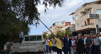 DİDİM'DE ZEYTİN HASADI