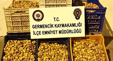 GERMENCİK'TE İNCİR HIRSIZLARI YAKALANDI