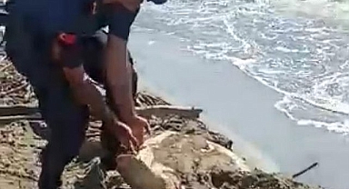 NESLİ TÜKENEN KAPLUMBAĞA JANDARMA TARAFINDAN HAYATA KAVUŞTURULDU