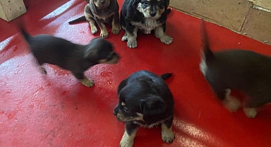 ''ANNE VE YAVRU KÖPEK EVİ'' AÇILDI