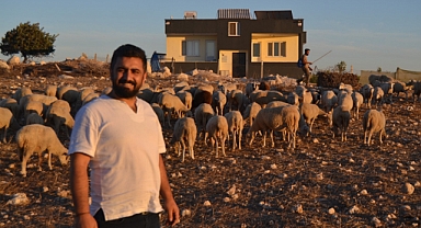 DİDİM'DE HAYVANCILIK