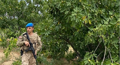 JANDARMADAN İNCİR HIRSIZLIĞINA ÖNLEM