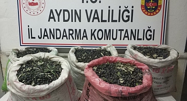 Jandarma ekipleri zeytin hırsızlarına göz açtırmıyor