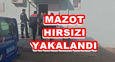 MAZOT HIRSIZI YAKALANDI
