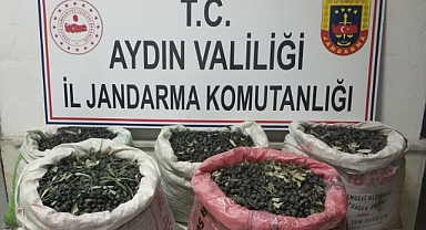 ZEYTİN HIRSIZLARI YAKALANDI