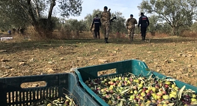 Zeytin hırsızlarına suçüstü !