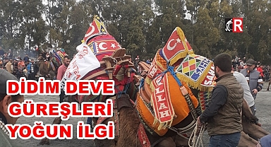 Didim Deve Güreşlerine Yoğun İlgi