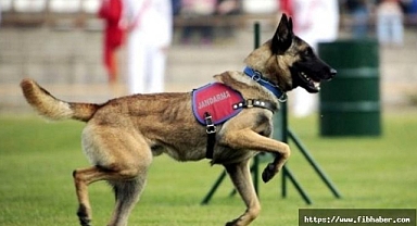 JAKEM 44 köpeği ihaleyle satışa sunacak