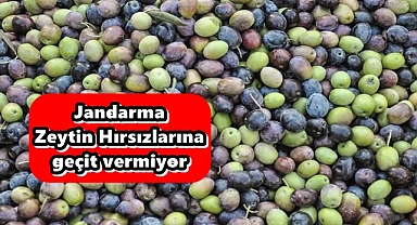 Jandarma Zeytin Hırsızlarına geçit vermiyor