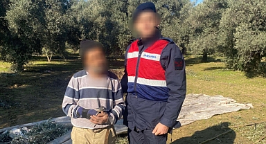 Zeytin Hırsızına Jandarmadan Suçüstü