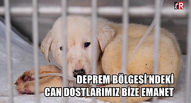 DEPREM BÖLGESİ’NDEKİ CAN DOSTLARIMIZ BİZE EMANET