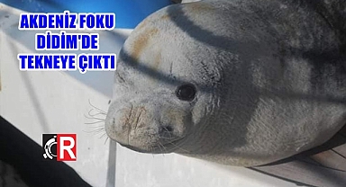 AKDENİZ FOKU TEKNEYE ÇIKTI