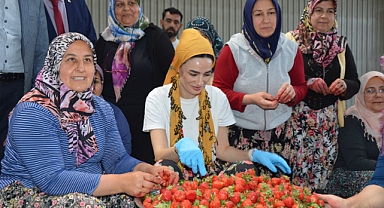 Sarıbaş, çilek cımbızladı