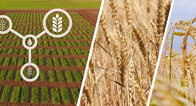TARIM VE ORMAN BAKANLIĞI, KURAKLIĞA DAYANIKLI ÇEŞİTLERİN EKİMİNİ YAYGINLAŞTIRIYOR