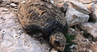 DİDİM'DE ÖLÜ CARETTA CARETTA BULUNDU